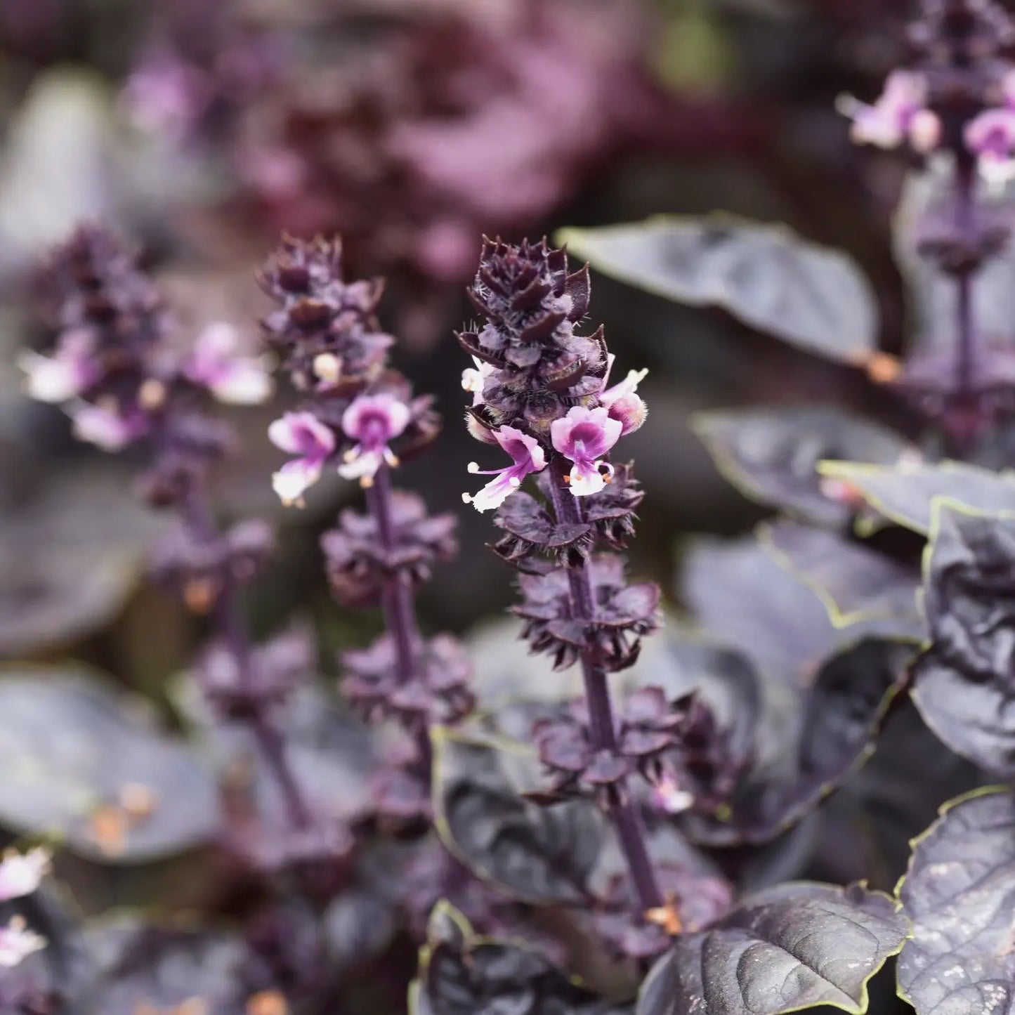 Purple Dark Opal Basil Tarot Garden + Gift Seed Packet