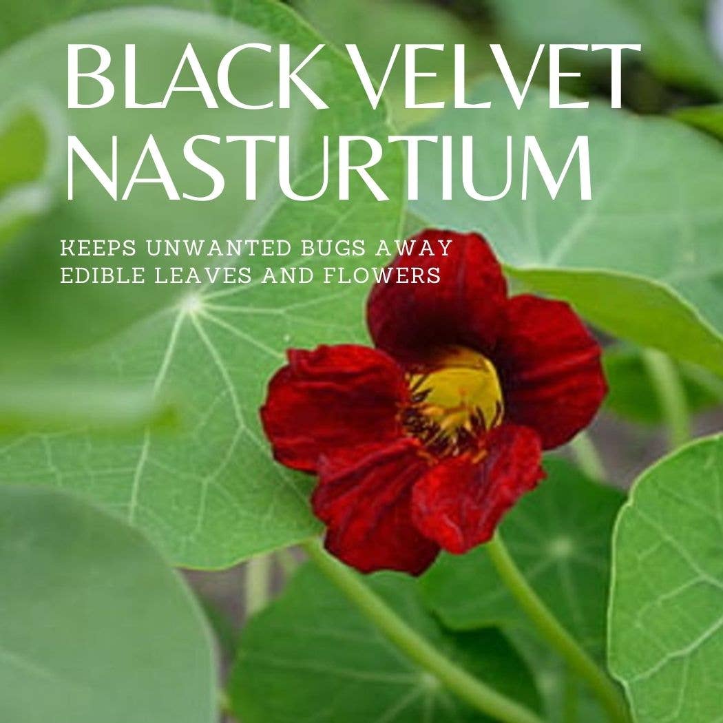 Black Velvet Nasturtium Tarot Garden + Gift Seed Packet